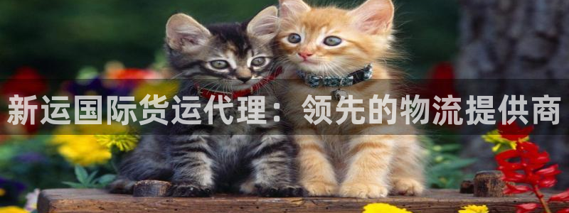 尊龙凯时只输不赢：新运国际货运代理：领先的物流提供商