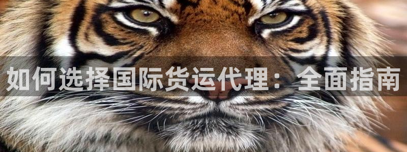 尊龙凯时注册入口：如何选择国际货运代理：全面指南
