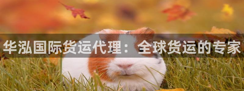 尊龙专访：华泓国际货运代理：全球货运的专家