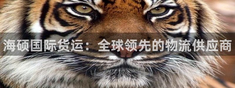 尊龙体育电竞官网：海硕国际货运：全球领先的物流供应商
