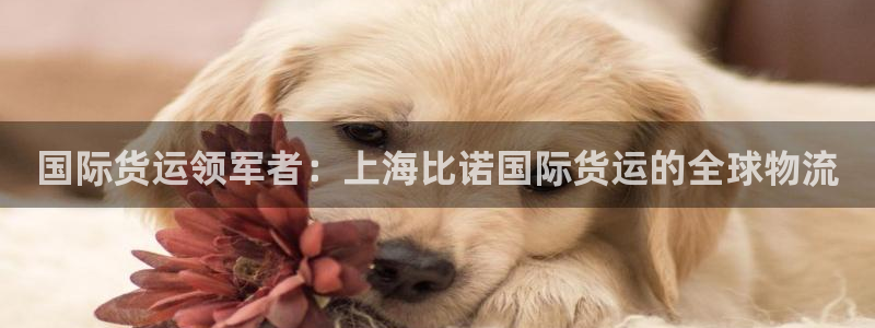 尊龙人生就是博首页：国际货运领军者：上海比诺国际货运的全