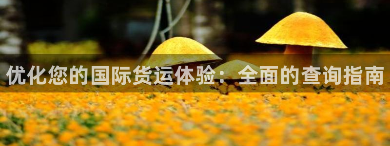 尊龙官网在哪里：优化您的国际货运体验：全面的查询指南